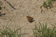 Dostojka latonia
